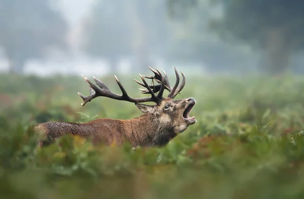 Veado vermelho chamando durante a temporada de rutting no outono — Fotografia de Stock