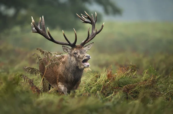 Red Deer Stag roeping tijdens het rotting seizoen in de herfst — Stockfoto