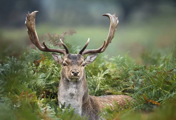 Zbliżenie jeleni w paproci — Zdjęcie stockowe
