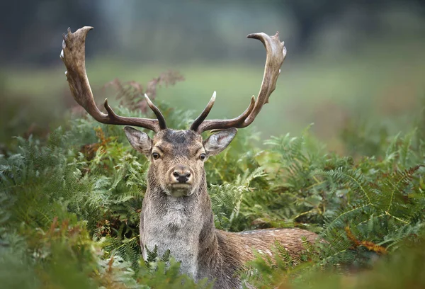 Nahaufnahme eines Damhirsches im Farn — Stockfoto