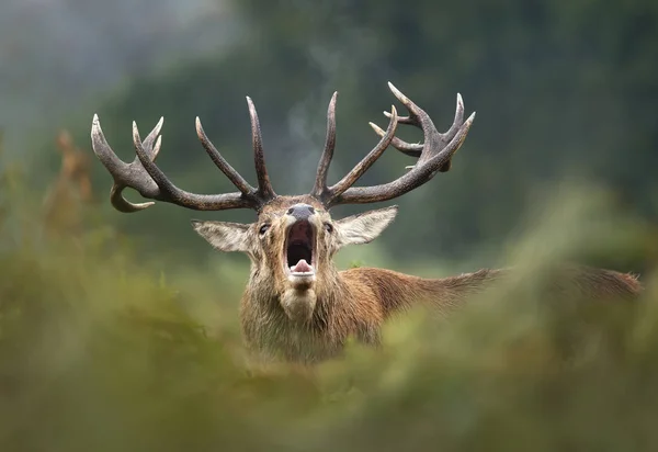 Czerwony jelenie jelenia powołanie podczas sezonu rutting jesienią — Zdjęcie stockowe