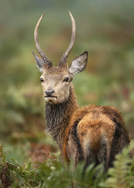 Primo piano di un giovane cervo rosso — Foto Stock