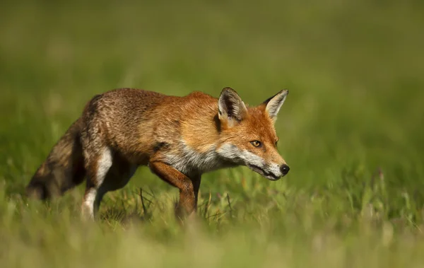 Κοντινό κομμάτι της κόκκινης αλεπούς στο γρασίδι — Φωτογραφία Αρχείου