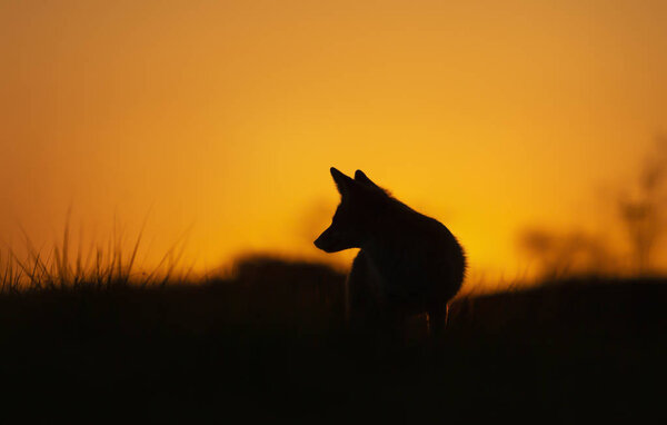 Silhouette of a Red fox (Vulpes Vulpes) at sunset.