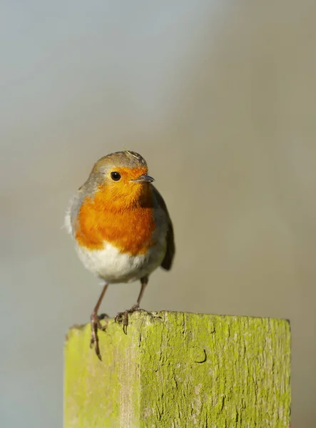 Primer plano de un pájaro de jardín europeo Robin encaramado en el poste — Foto de Stock