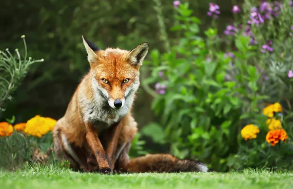 Feche de uma raposa vermelha em um jardim — Fotografia de Stock