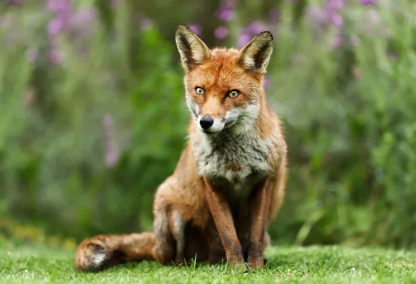 Närbild av en röd räv i en trädgård — Stockfoto