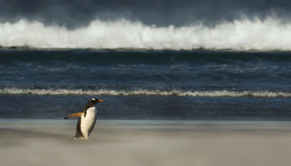 Gentoo pingouin marche sur une plage de sable fin — Photo