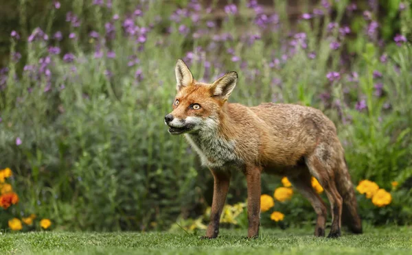 Närbild av en röd räv i en trädgård — Stockfoto