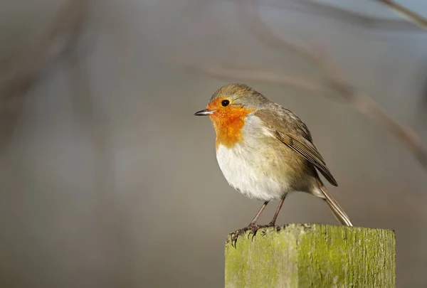 Close up of a garden bird European Robin perched on the post — Stock Photo, Image