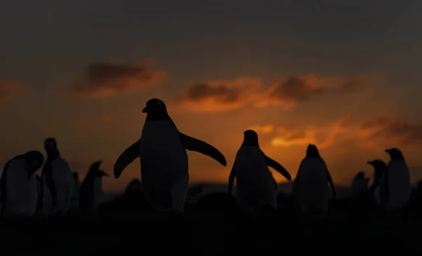 Tučňáci Gentoo při západu slunce, Falklandy — Stock fotografie