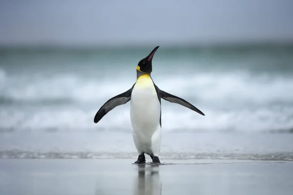 大西洋の海岸に立つペンギン王 — ストック写真