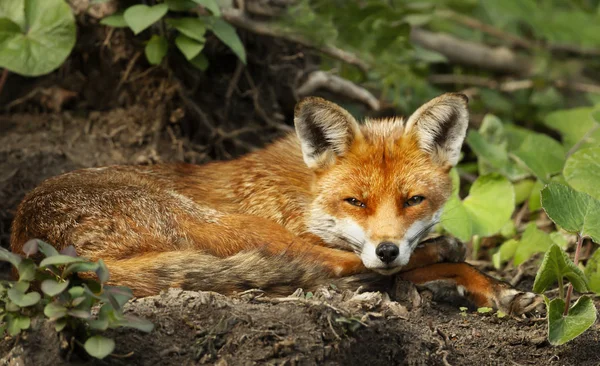 Крупним планом червона лисиця, що лежить на землі — стокове фото