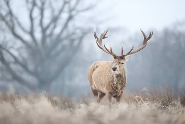 Gros plan d'un cerf rouge en hiver — Photo