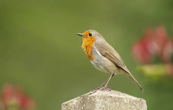 Κοντινό πλάνο ενός πουλιού κήπου Ευρωπαίου Robin σκαρφαλωμένου στο στύλο — Φωτογραφία Αρχείου