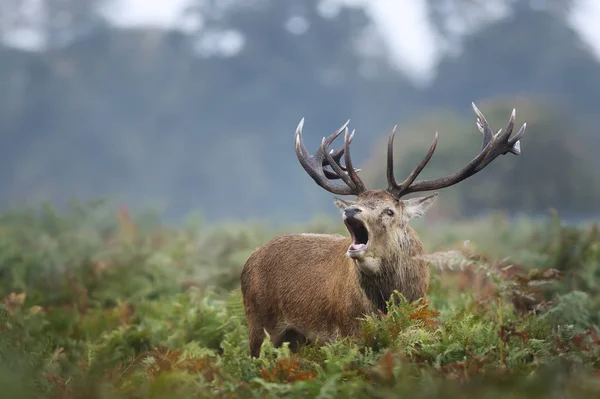 Veado vermelho chamando durante a temporada de rutting no outono — Fotografia de Stock