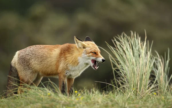 घास में खड़े लाल Fox बंद करें — स्टॉक फ़ोटो, इमेज