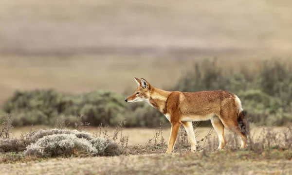 Primer plano de un raro y amenazado lobo etíope — Foto de Stock