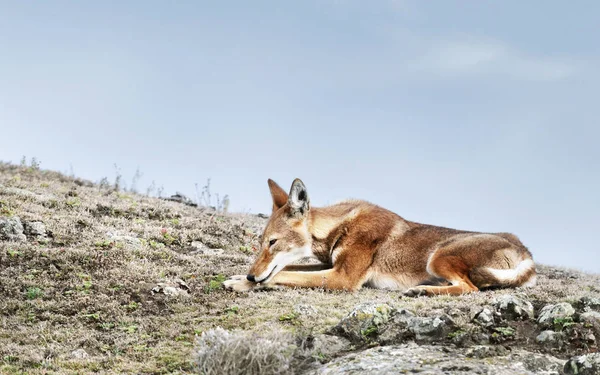 希少で絶滅危惧種のエチオピアオオカミのクローズアップ — ストック写真