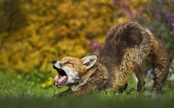 Bir Red fox esneme yakın çekim — Stok fotoğraf