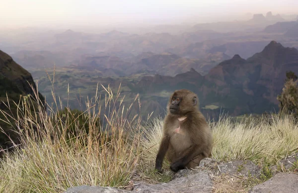 日没時にシミアン山のゲラダ猿 — ストック写真