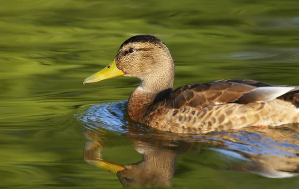 Close-up de um pato-reais nadando na água — Fotografia de Stock