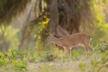 Ormanda, Pantanal 'da, Brezilya' da gün batımında otlayan bir Pampas geyiğine yakın..