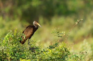 Limpkin (Aramus guarauna) Pantanal, Brezilya 'da bir ağaca tünedi..