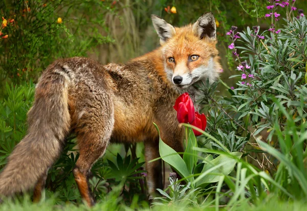 Närbild Röd Räv Vulpes Vulpes Som Står Blomsterbädd Trädgård Storbritannien — Stockfoto