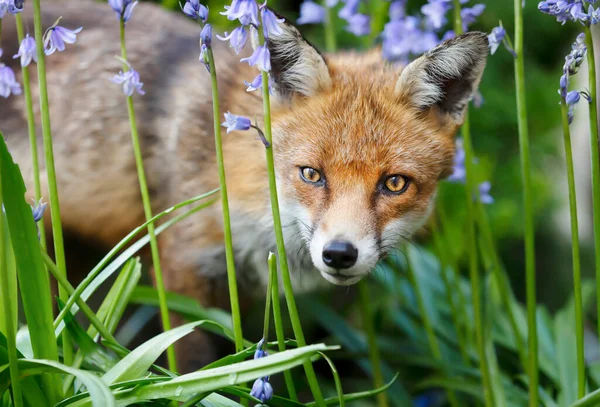 Close Uma Raposa Vermelha Vulpes Vulpes Com Sinos Azuis Jardim — Fotografia de Stock