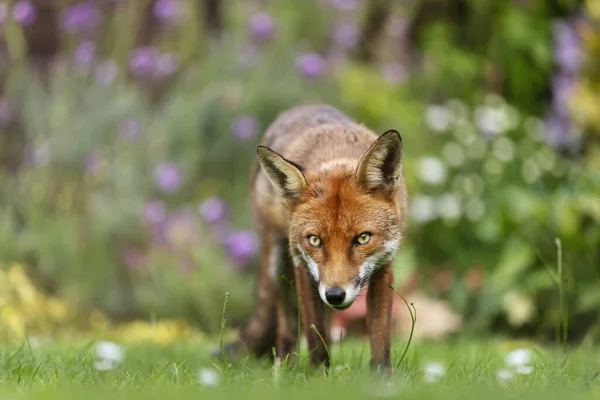 Поруч Квітами Саду Велика Британія Стоїть Червона Лисиця Vulpes Vulpes — стокове фото