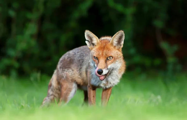 Close Red Fox Vulpes Vulpes Standing Green Grass Reino Unido — Fotografia de Stock