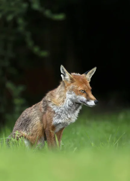 Κοντινό Πλάνο Μιας Κόκκινης Αλεπούς Vulpes Vulpes Που Κάθεται Στο — Φωτογραφία Αρχείου