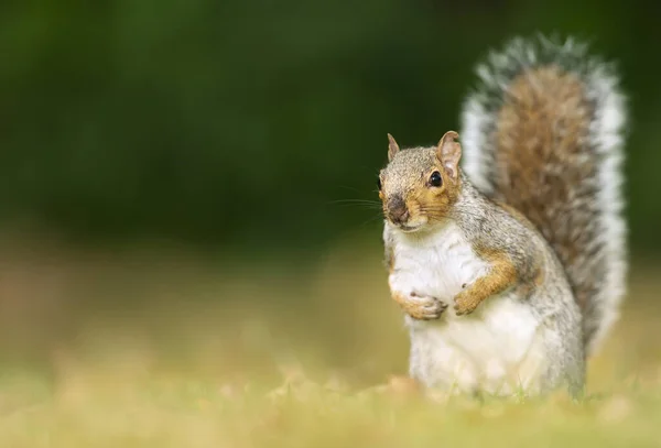 Close Cute Grey Squirrel Sitting Meadow Autumn Tail — Stock Photo, Image