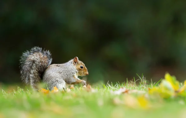 Close Cute Grey Squirrel Sitting Meadow Autumn Tail — Stock Photo, Image