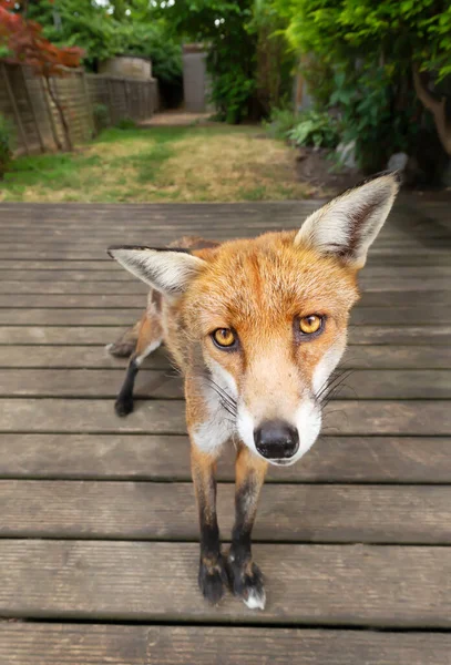 Close Red Fox Vulpes Vulpes Standing Wooden Patio Decking Garden — Stock Photo, Image