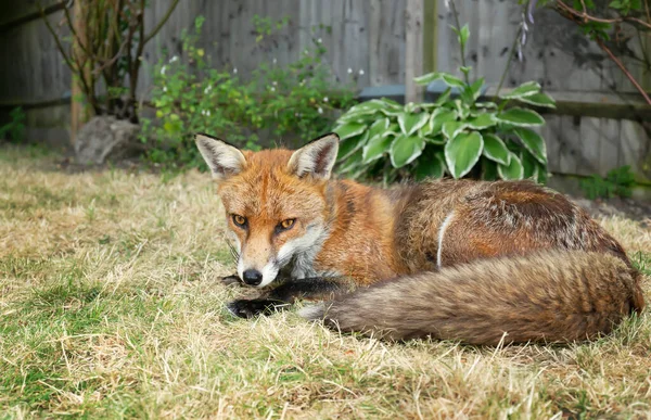 Close up of a Red fox lying on grass in the garden, summer in UK.