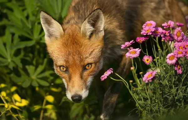 Närbild Räv Vulpes Vulpes Som Petar Näsan Från Blomstersäng Storbritannien — Stockfoto