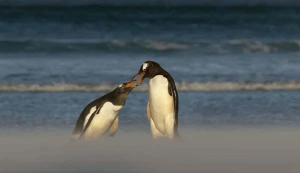 Close Pinguim Gentoo Alimentando Filhote Uma Praia Areia Ilhas Malvinas — Fotografia de Stock