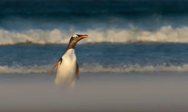 Gros Plan Pingouin Gentoo Sur Une Plage Sable Îles Malouines — Photo