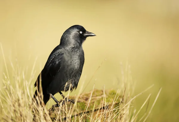 Закрытие Jackdaw Сидящего Деревянном Столбе Желтом Фоне Великобритания — стоковое фото