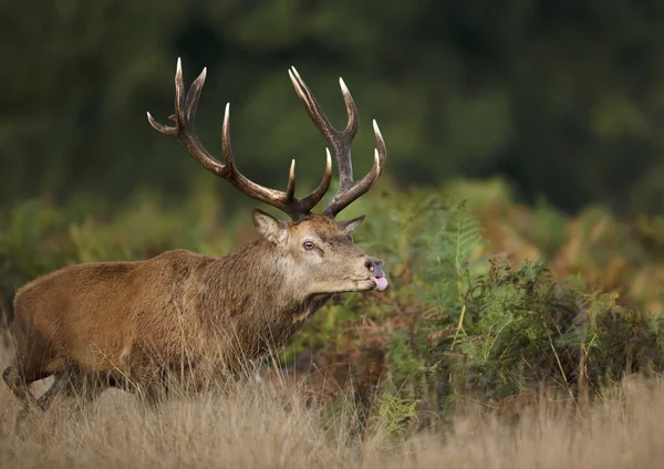 Close Red Deer Stag Sticking Out Tongue While Chasing Hinds — Stock Photo, Image