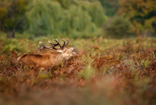 Close Van Een Hertenhert Die Een Varenveld Aandoet Tijdens Het — Stockfoto