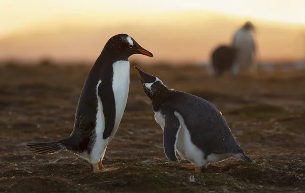 Close Pinguim Gentoo Pedindo Comida Ilhas Malvinas — Fotografia de Stock