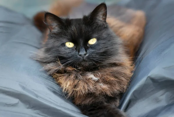 Крупный План Черной Кошки Лежащей Скамейке Качелей — стоковое фото