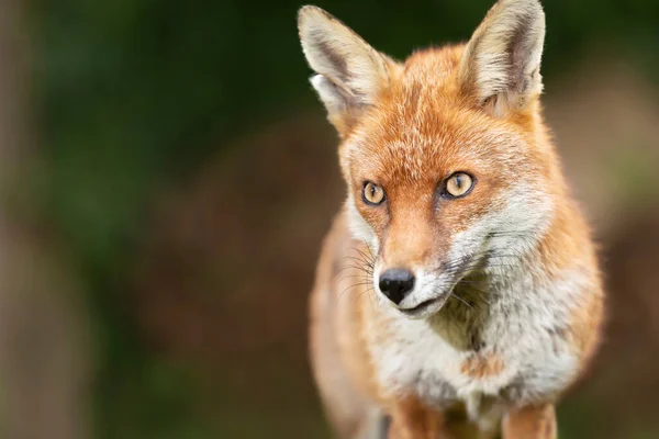 Closure Red Fox Vulpes Vulpes — стоковое фото