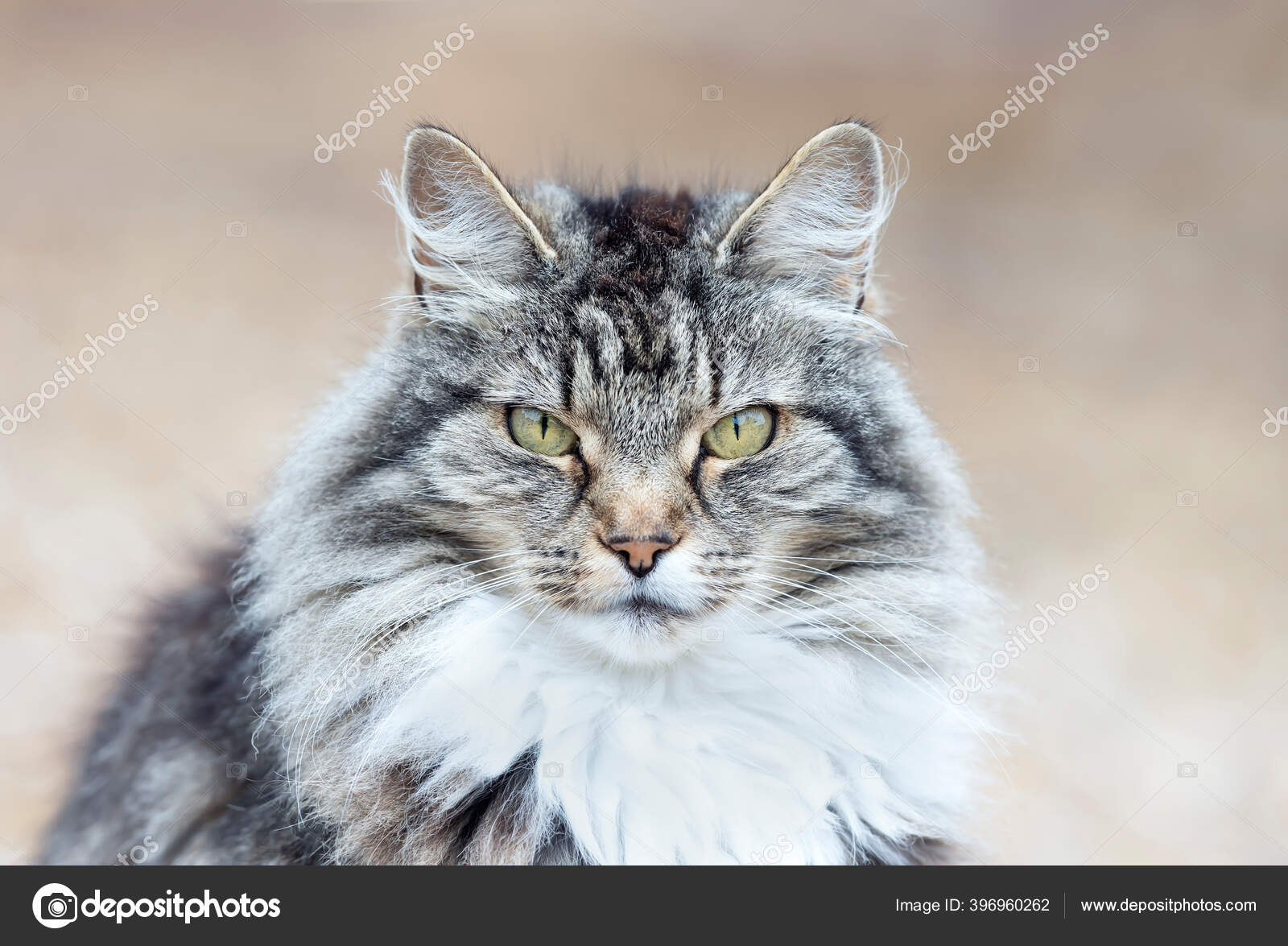 Gros Plan Chat Domestique Gris Aux Cheveux Longs Sur Fond Image Libre De Droit Par Giedriius C