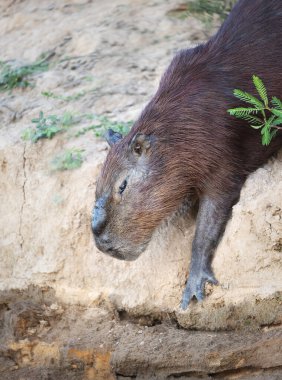 Kumlu bir nehir kıyısından Rio Negro nehrine, Güney Pantanal, Brezilya 'ya doğru yürüyen bir Capybara' ya yakın..