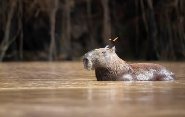 Bir Capybara 'nın suyun içinde, başında bir kelebek uçuşurken, Güney Pantanal, Brezilya.
