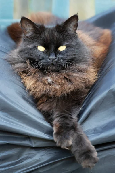 Großaufnahme Einer Schwarzen Katze Die Auf Einer Gartenschaukel Liegt — Stockfoto